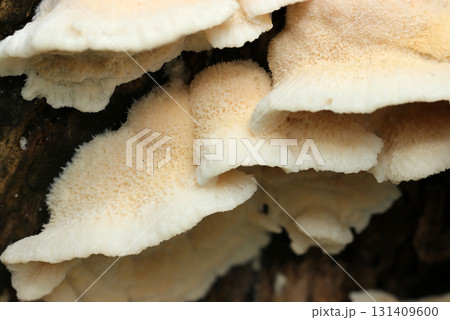 雨後、たっぷりと水分を吸収したみずみずしいアセハリタケキノコ(自然下菌キノコ類マクロ撮影) 雨後、たっぷりと水分を吸収したみずみずしいアセハリタケキノコ(自然下菌キノコ類マクロ撮影) 131409600