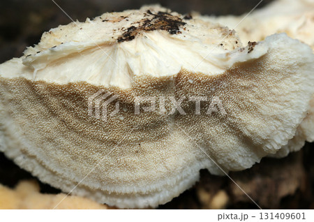 ハリが密生する雨後のみずみずしいアセハリタケキノコ・カサ断面(自然下菌キノコ類マクロ撮影) ハリが密生する雨後のみずみずしいアセハリタケキノコ・カサ断面(自然下菌キノコ類マクロ撮影) 131409601