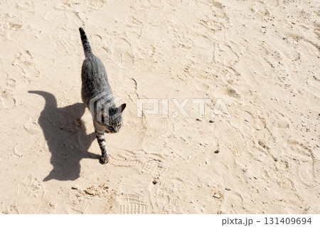 Striped cat walking on sandy surface with shadows in sunlight 131409694