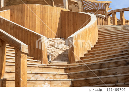 Architectural wooden walkway with cat in stone surroundings 131409705
