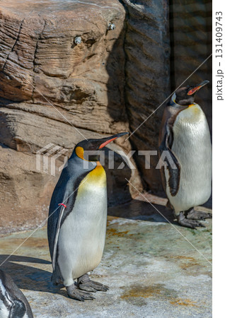 東山動物園のオウサマペンギン 131409743