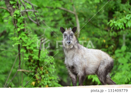 カモシカ 131409779