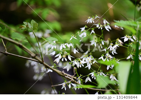 ハルユキノシタ 131409844