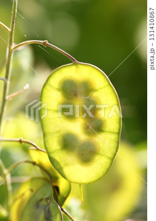 ルナリアの実 131410867