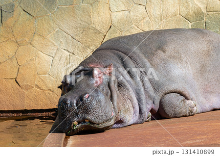 東山動物園のカバ 131410899