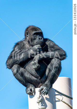 東山動物園のチンパンジー 131410926