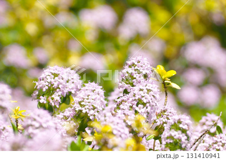 ピンクのタイムの花 131410941