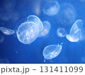 浮遊するクラゲ 131411099