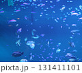 青い海と魚たち 131411101
