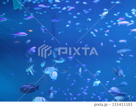 青い海と魚たち 131411101