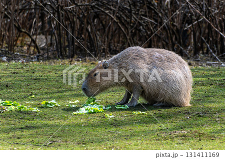 Capybara, Hydrochoerus hydrochaeris grazing on fresh green grass Capybara, Hydrochoerus hydrochaeris grazing on fresh green grass 131411169