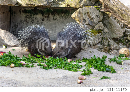 Indian crested Porcupine, Hystrix indica in a german nature park 131411170