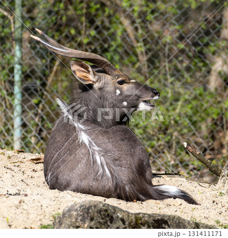 Nyala Antelope - Tragelaphus angasii. Wild life animal. 131411171