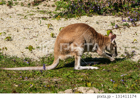 The agile wallaby, Macropus agilis also known as the sandy wallaby 131411174