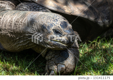 Aldabra giant tortoise, Curieuse Marine National Park, Curieuse, Seychelles Aldabra giant tortoise, Curieuse Marine National Park, Curieuse, Seychelles 131411175