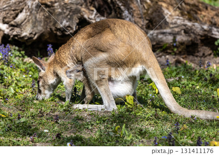 The agile wallaby mother with a little baby, Macropus agilis also known as the sandy wallaby 131411176