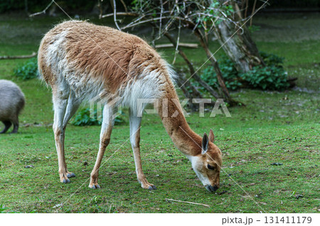 Vicunas, Vicugna Vicugna, relatives of the llama in a German park Vicunas, Vicugna Vicugna, relatives of the llama in a German park 131411179