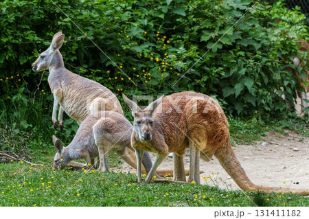 The red kangaroo, Macropus rufus is the largest of all kangaroos and the largest extant marsupial. 131411182