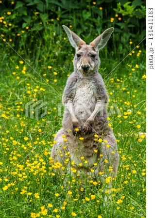 The red kangaroo, Macropus rufus is the largest of all kangaroos and the largest extant marsupial. 131411183