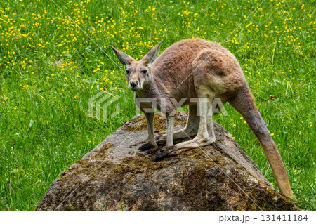 The red kangaroo, Macropus rufus is the largest of all kangaroos and the largest extant marsupial. The red kangaroo, Macropus rufus is the largest of all kangaroos and the largest extant marsupial. 131411184