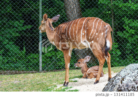 Family of Nyala Antelope - Tragelaphus angasii. Wild life animal. 131411185