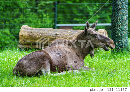 European Moose, Alces alces, also known as the elk European Moose, Alces alces, also known as the elk 131411187