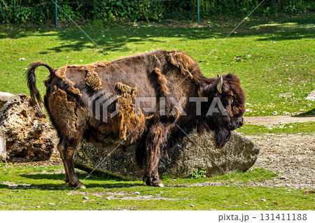 American buffalo known as bison, Bos bison in a german park American buffalo known as bison, Bos bison in a german park 131411188