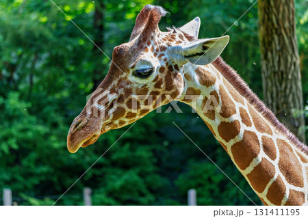 The giraffe, Giraffa camelopardalis is an African mammal The giraffe, Giraffa camelopardalis is an African mammal 131411195