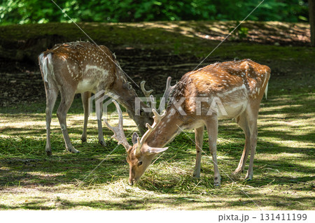 The fallow deer, Dama mesopotamica is a ruminant mammal 131411199