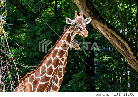 The giraffe, Giraffa camelopardalis is an African mammal The giraffe, Giraffa camelopardalis is an African mammal 131411206