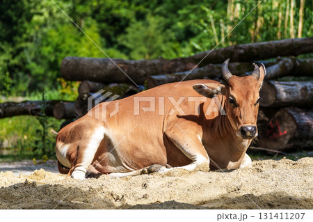 Banteng, Bos javanicus or Red Bull is a type of wild cattle. 131411207