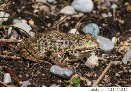 Common frog, Rana temporaria, single reptile croaking in water Common frog, Rana temporaria, single reptile croaking in water 131411212
