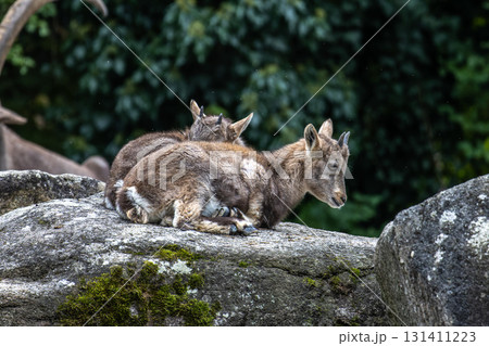 Young baby mountain ibex or capra ibex on a rock 131411223