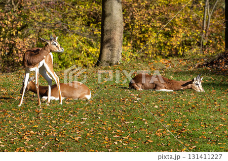 Dama gazelle, Gazella dama mhorr or mhorr gazelle is a species of gazelle Dama gazelle, Gazella dama mhorr or mhorr gazelle is a species of gazelle 131411227