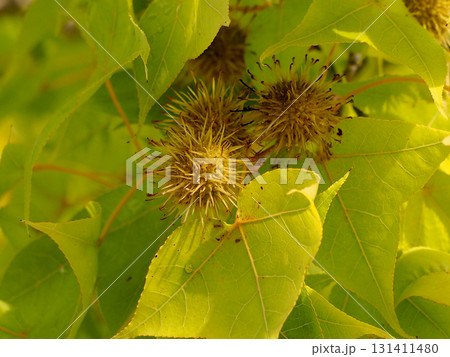 雨上がりのタイワンフウの実のクローズアップ（日差しを浴びた台湾楓） 131411480