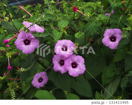 群生するピンクのアサガオ（雨上がりのイモネノホシアサガオ） 131411495