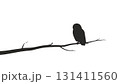 木の枝に止まるフクロウ 131411560