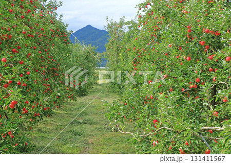 秋の安曇野　北アルプス山麓のリンゴ園 131411567