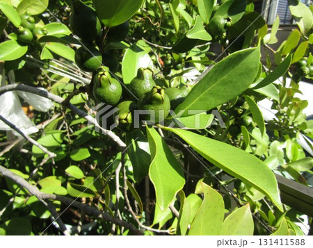 秋には黄色く色付くグァバの実実 秋には黄色く色付くグァバの実実 131411588
