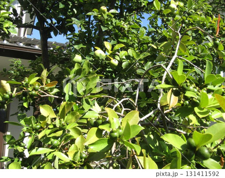 もうすぐぐ黄色くグァバの実 131411592