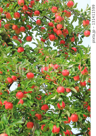 赤く色づいた収穫前のリンゴ 131411599