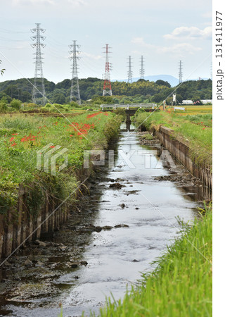 茅ヶ崎小出川遊歩道に紅く鮮やかに咲く彼岸花と鉄塔 131411977
