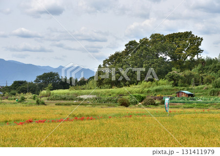 農道脇に鮮やかに紅くさく彼岸花 農道脇に鮮やかに紅くさく彼岸花 131411979