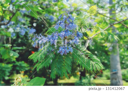 アジサイの情景1 131412067