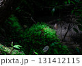 岩を覆う緑の苔と渓谷の森 131412115