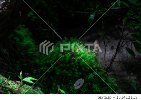 岩を覆う緑の苔と渓谷の森 131412115