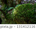 岩を覆う緑の苔と渓谷の森 131412116