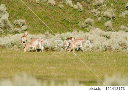 イエローナイフ国立公園1 131412178