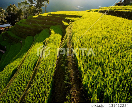 Peaceful rural landscape with green rice fields and a scenic sky. showcasing the beauty of agriculture. AI Generated. 131412224