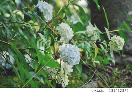 アジサイの情景32 131412372